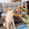5 Things to Consider When Choosing a Pet Grooming Kit for Dogs - WriteUpCafe.com