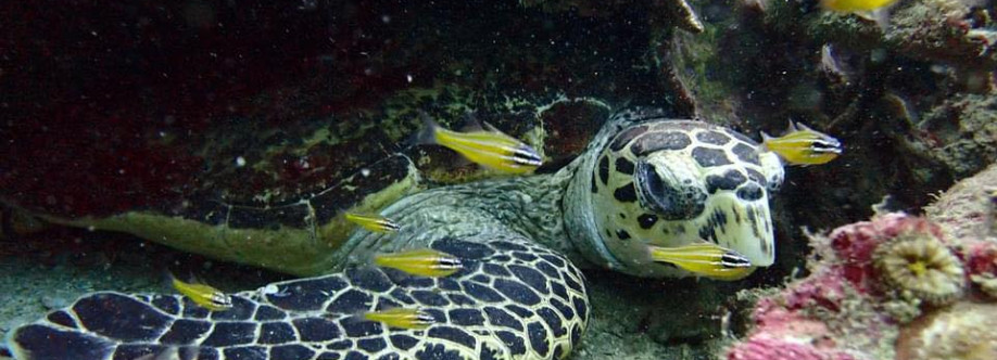 American Divers Phuket Cover Image